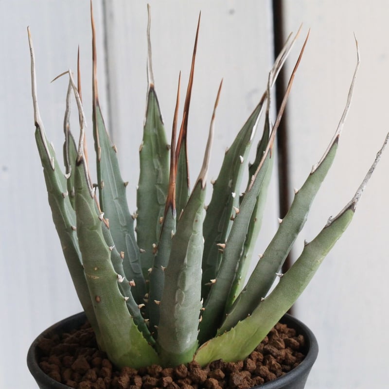 アガベ ユタエンシス | hanayoshi-botanical