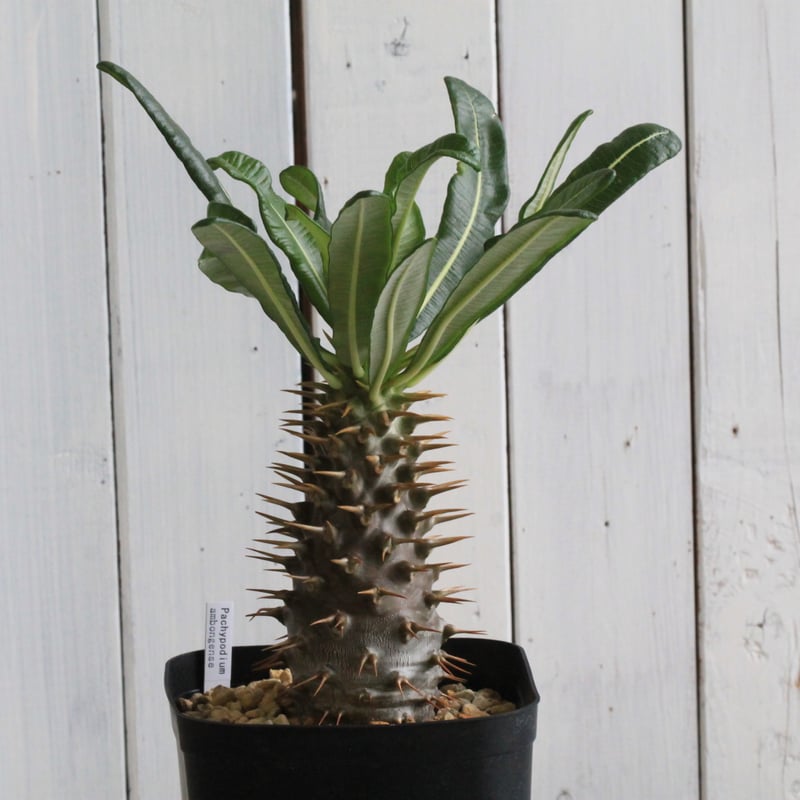 パキポディウム アンボンゲンセ 実生 | hanayoshi-botanical