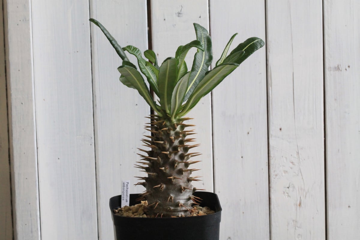 パキポディウムアンボンゲンセ実生 パキポディウム アンボンゲンセ(実生) | hanayoshi-botanical