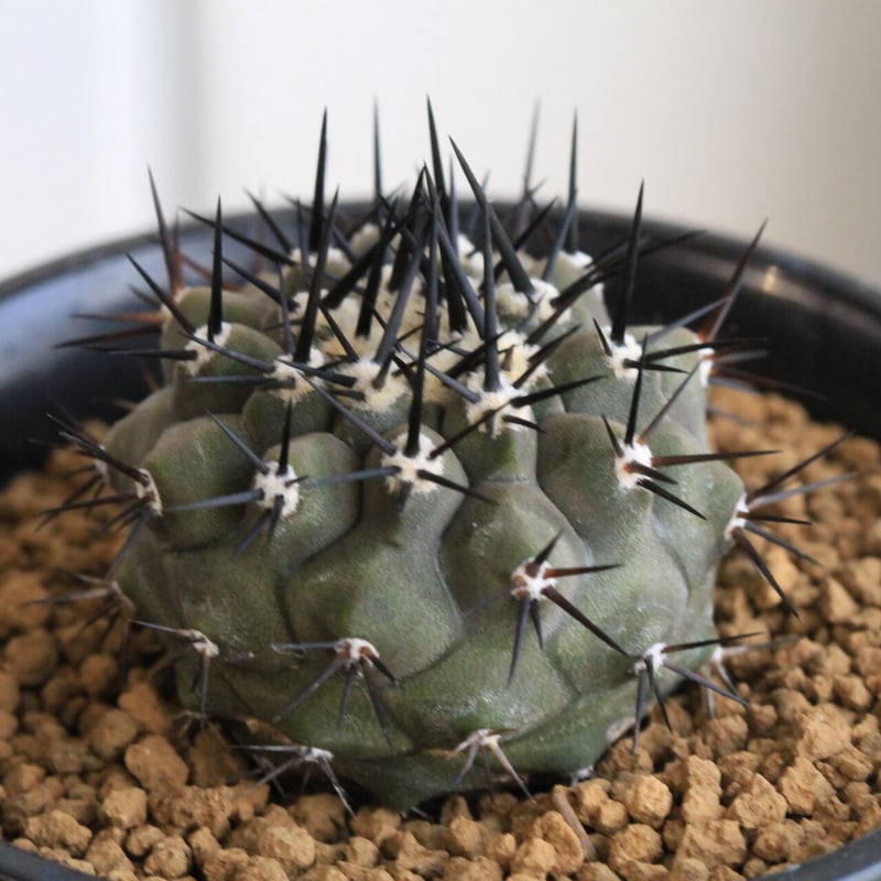 コピアポア 黒王丸（実生） | hanayoshi-botanical