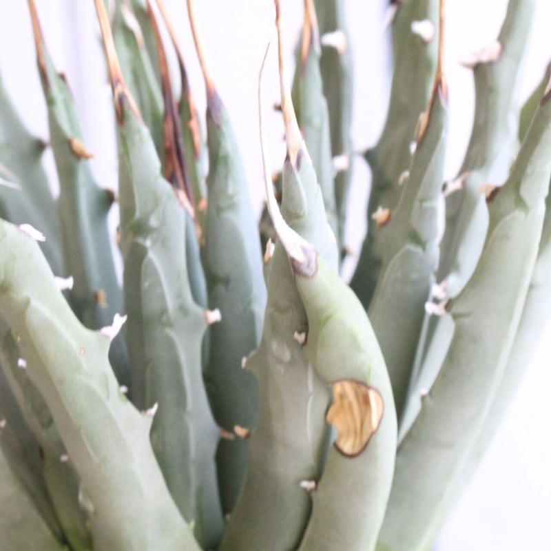 アガベ ユタエンシス | hanayoshi-botanical