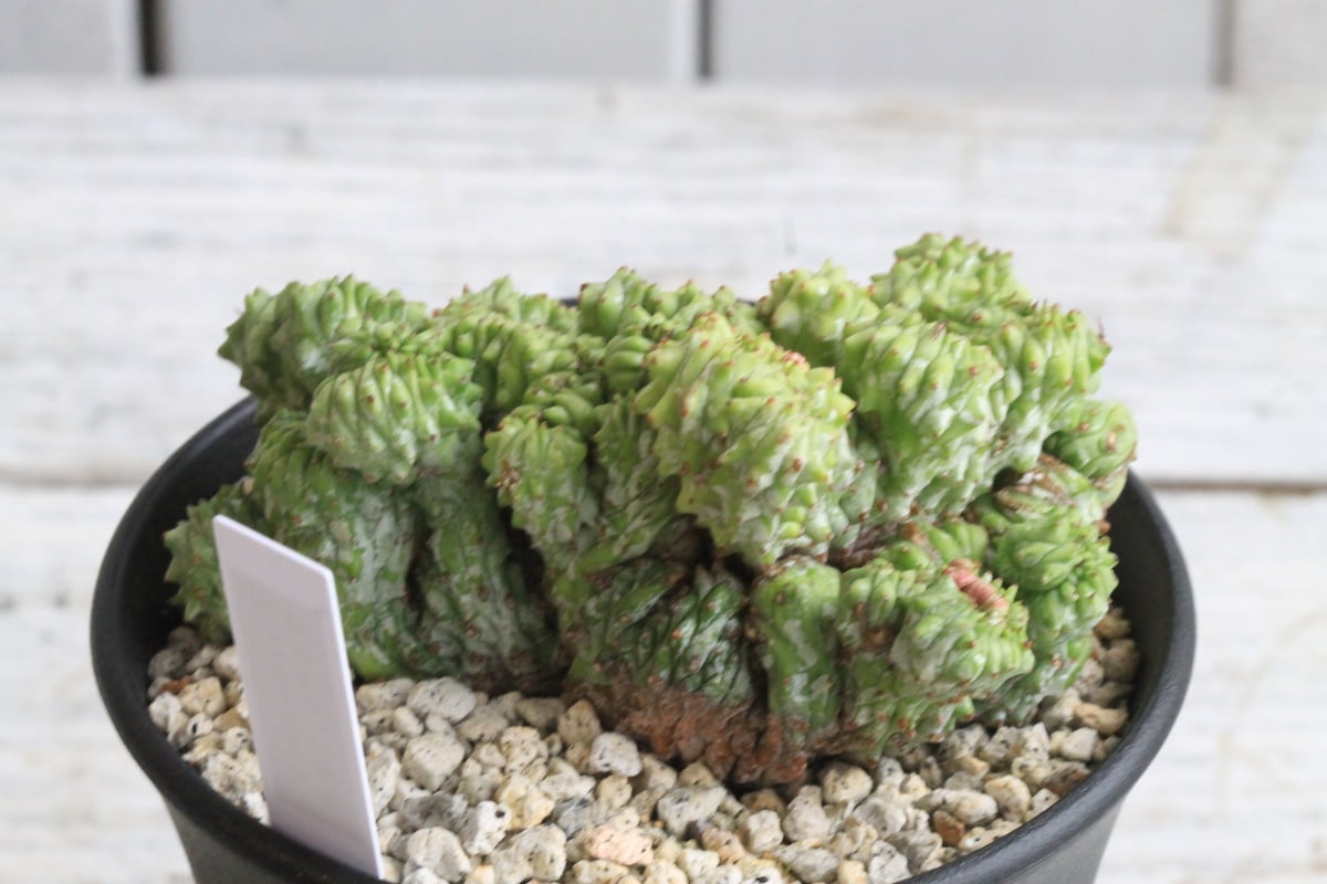 期間限定　ユーフォルビア　6鉢セット　オベサ　綴化　バリダ　ホリダ　実生 ユーフォオルビア・オベサ綴化 通販・販売｜たにっくん工房