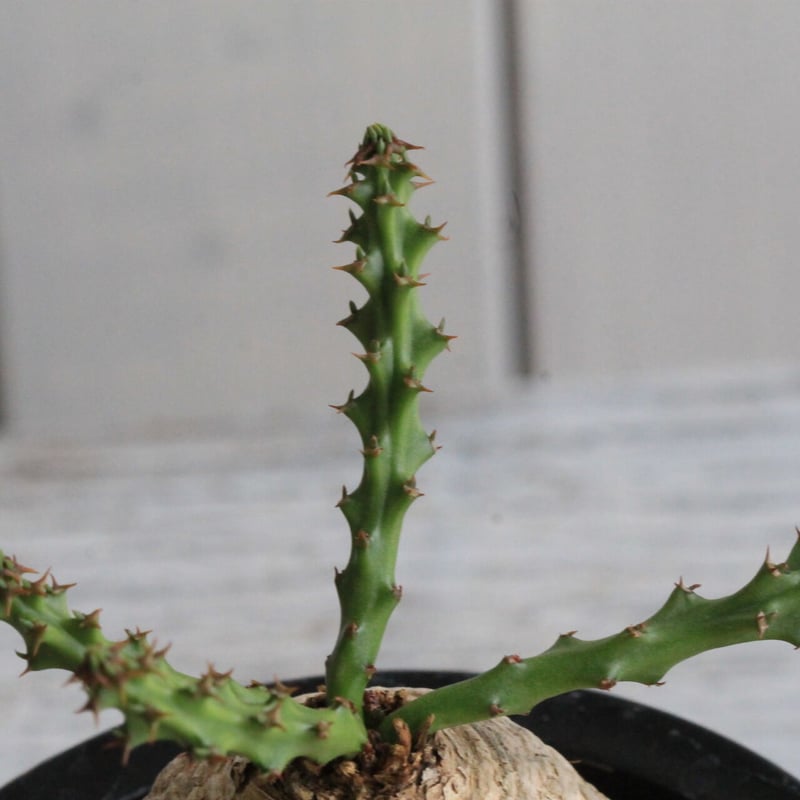 ユーフォルビアデシドゥア×カタチ製作所 isla del pescado - Euphorbia decidua-蓬莱島