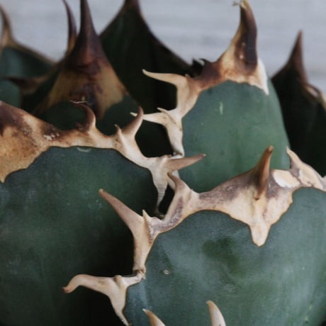 Agave titanota Jupiter