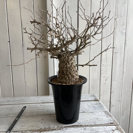 CATEGORY オペルクリカリア | hanayoshi-botanical CATEGORY オペルクリカリア | hanayoshi-botanical