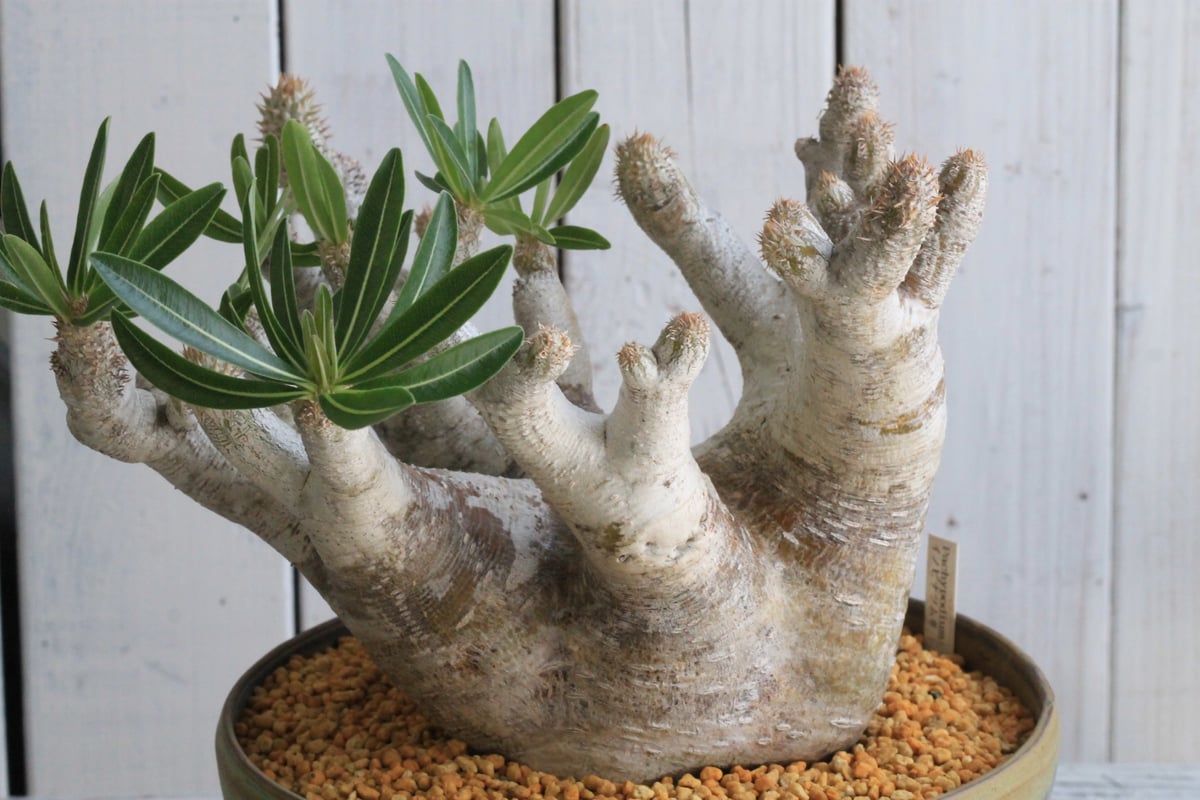 パキポディウム イノピナツム yaji²ポット | hanayoshi-botanical