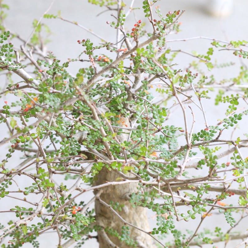 オペルクリカリア　デカリー　 現地　発根済み株 オペルクリカリア デカリー | hanayoshi-botanical