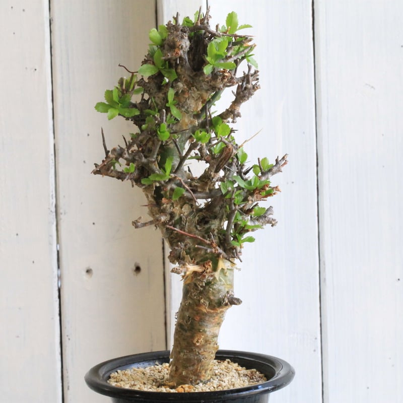 コミフォラ　ミルラ コミフォラ ミルラ | hanayoshi-botanical