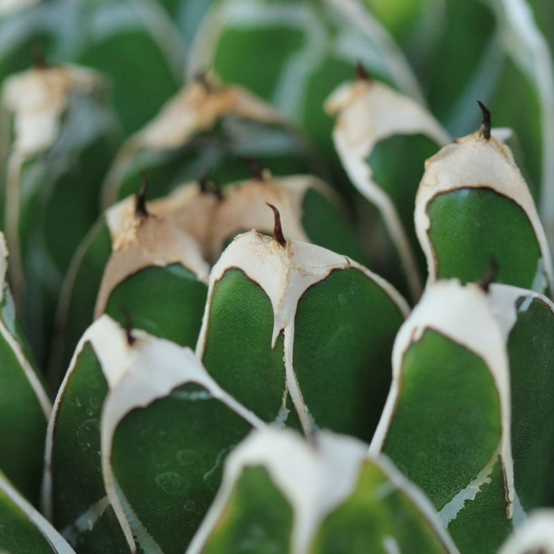 agabve 特選笹の雪 NO-39 小型特良 | hanayoshi-botanical
