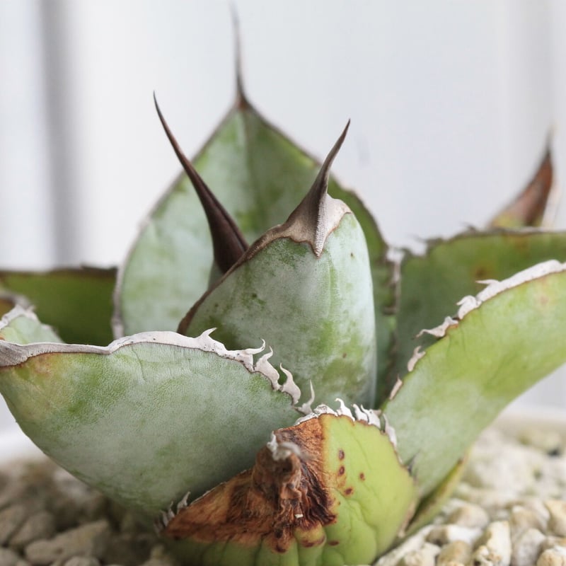 アガベ チタノタ ホワイトアイス・スムースエッジ | hanayoshi