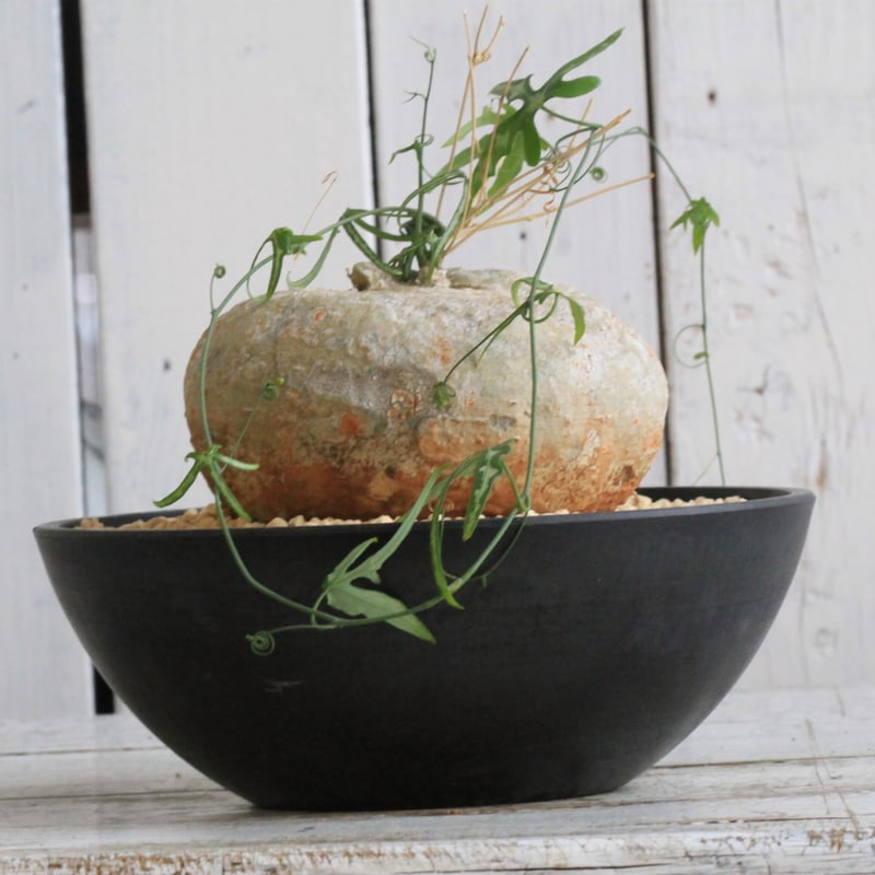 アデニア キルキー　鉢ごと発送 アデニア キルキー | hanayoshi-botanical