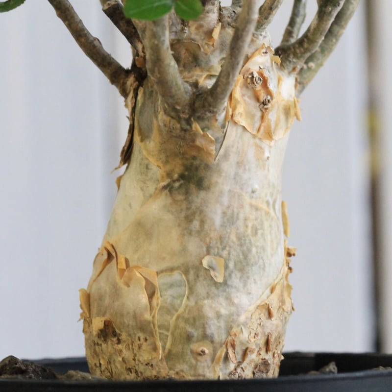 コミフォラ　フンベルティ　盆栽　白肌 コミフォラ フンベルティ | hanayoshi-botanical