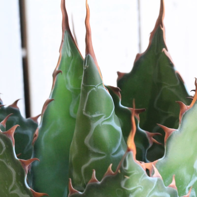 アガベ　モンタナ アガベ モンタナ | hanayoshi-botanical