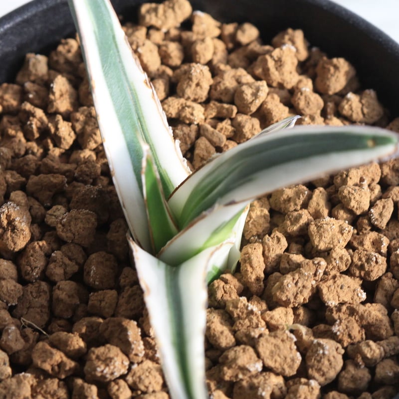 アガベ 氷山 | hanayoshi-botanical