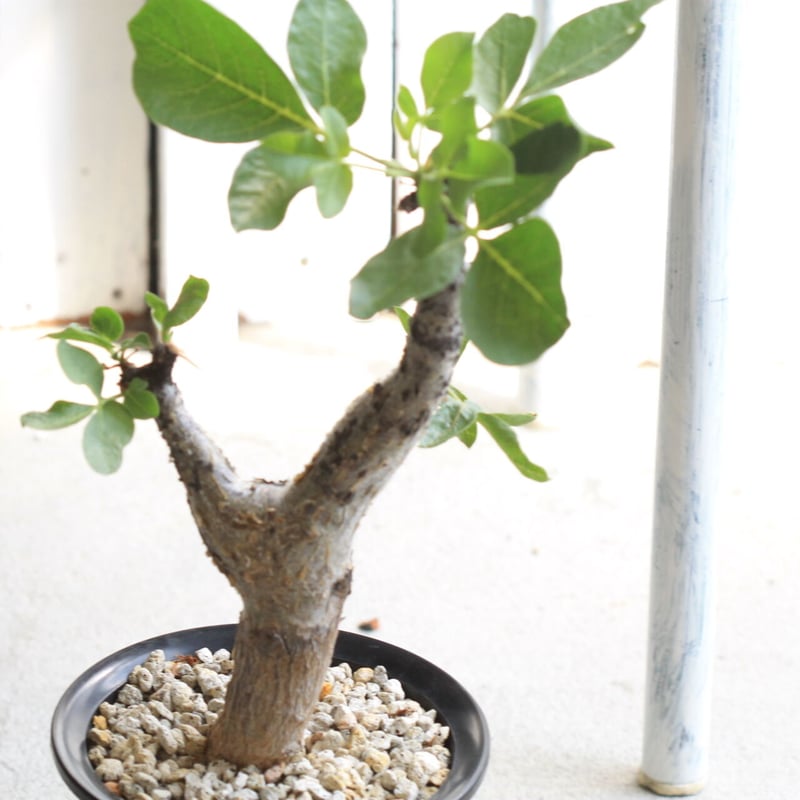 コミフォラ グイドッティ | hanayoshi-botanical