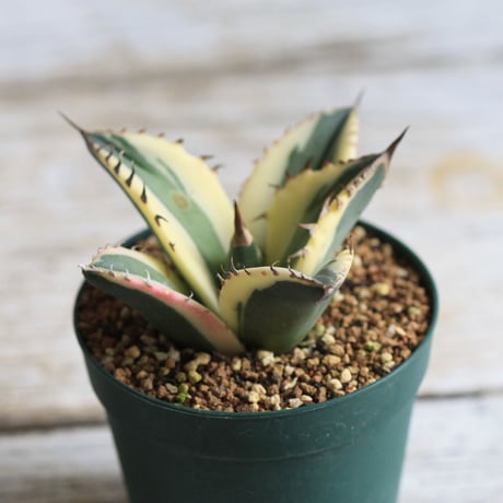 Agave titanota スナグルトゥース