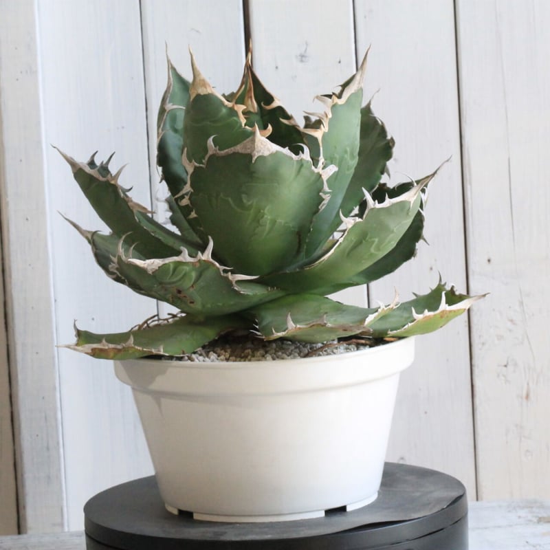 コレクション株⭐️アガベ　チタノタ　白鯨　鉢ごと❗️タグ付き❗️【49】 アガベ チタノタ 白鯨（関西系） | hanayoshi-botanical