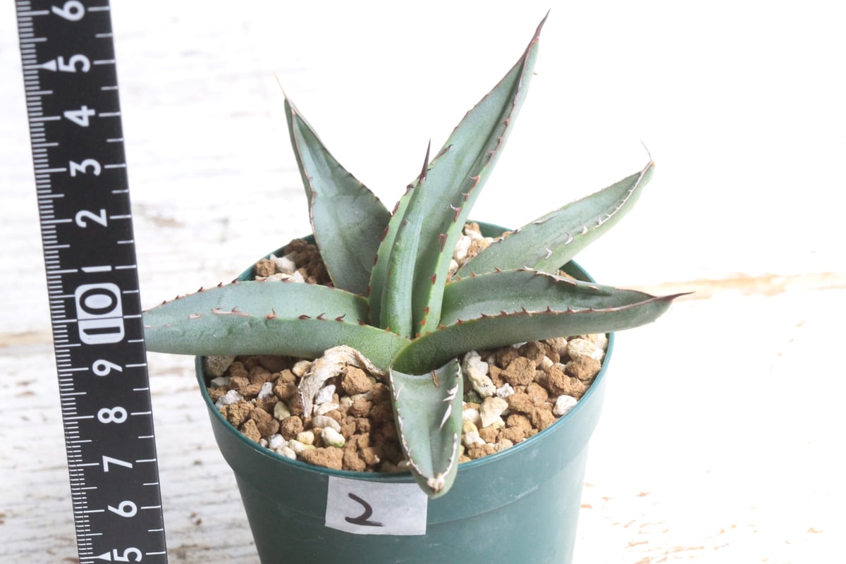 アガベ シャークスキン　子株2個付 アガベ シャークスキン② | hanayoshi-botanical