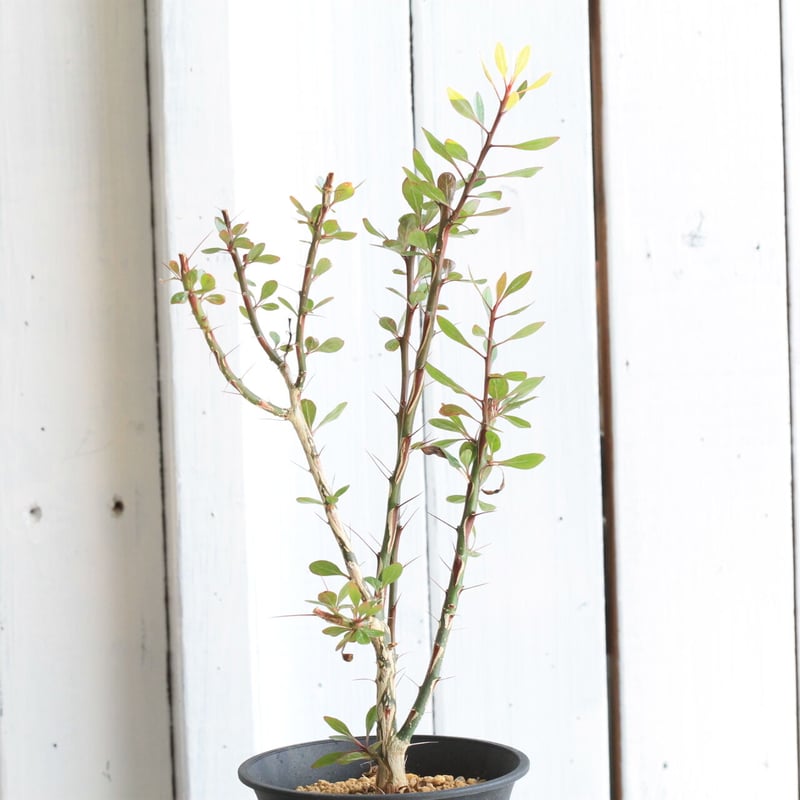 フォークイエリア　ファシクラータ フォークイエリア ファシクラータ | STELLA.PLANTS