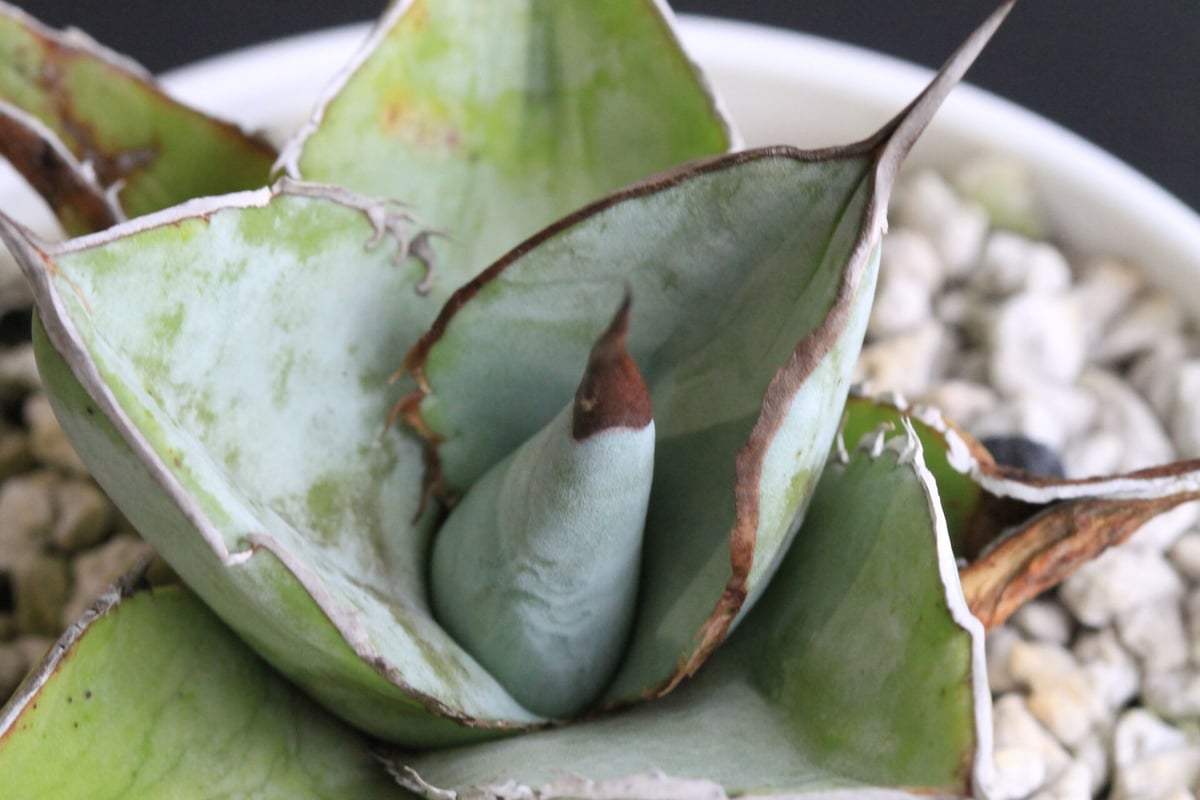 アガベデザーティスムースエッジ - アガベ 