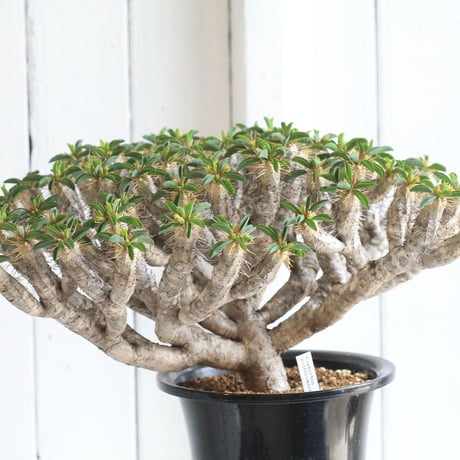 Euphorbia guillauminiana ギラウミニアナ