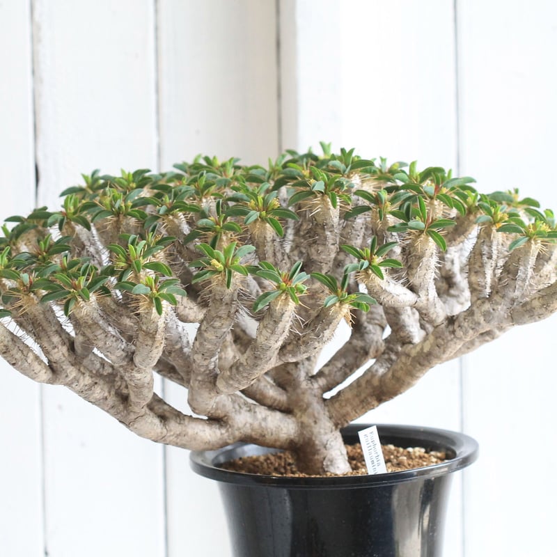 E286【最新到着】Euphorbia ギラウミニアナ（M）（現地球・抜き苗