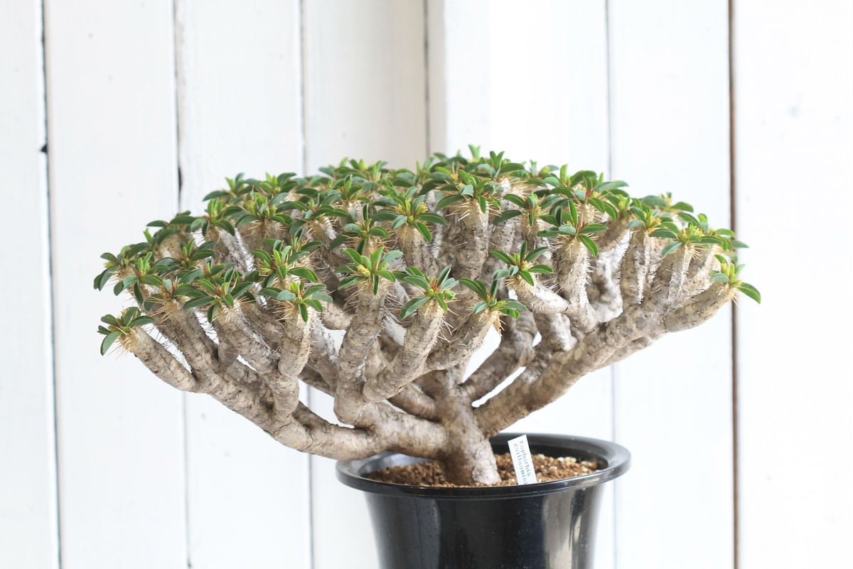 新種【海外実生】ユーフォルビア・エムウィラ/Euphorbia Mwila③ 新種【海外実生】ユーフォルビア・エムウィラ/Euphorbia Mwila➁