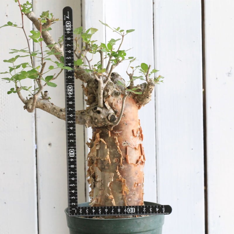 ブルセラ・ファガロイデス ブルセラ ファガロイデス | hanayoshi-botanical