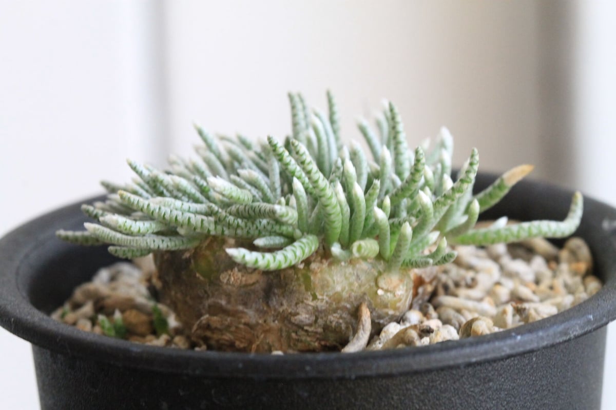 アボニア クイナリア | hanayoshi-botanical