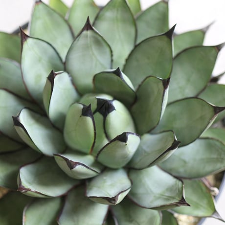 agave ロイヤルスピン