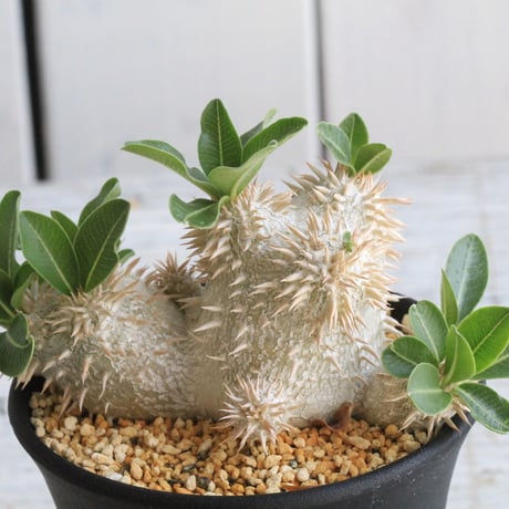 パキポディウム デンシカウレ 大株 実生 8年 実生株】パキポディウム