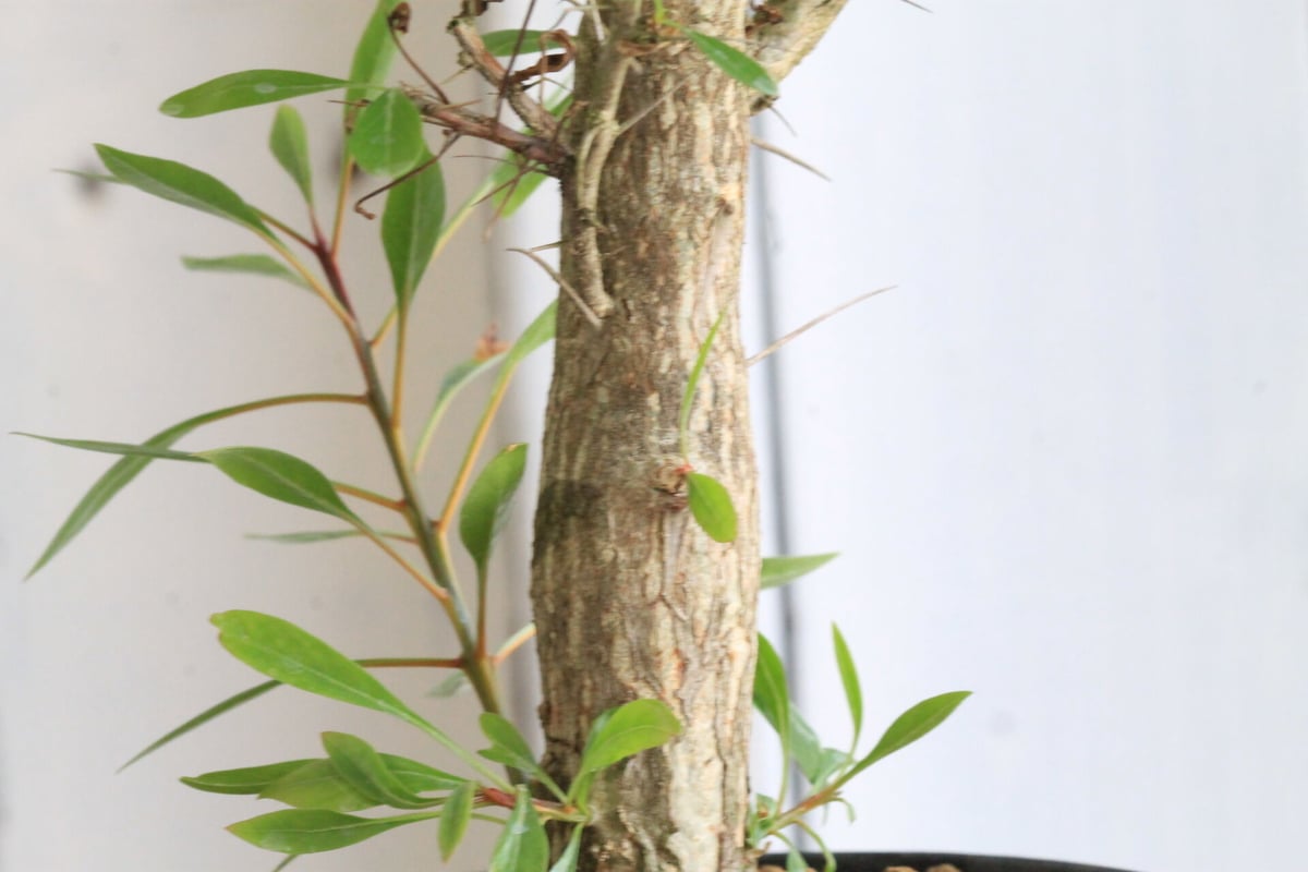 フォークイエリア ファシクラータ×プルプシー | hanayoshi-botanical フォークイエリア ファシクラータ×プルプシー | hanayoshi-botanical