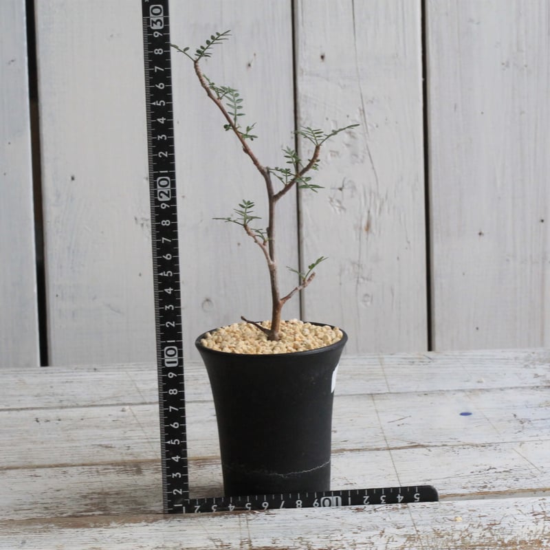 ブルセラ ミクロフィラ 挿し木① | hanayoshi-botanical