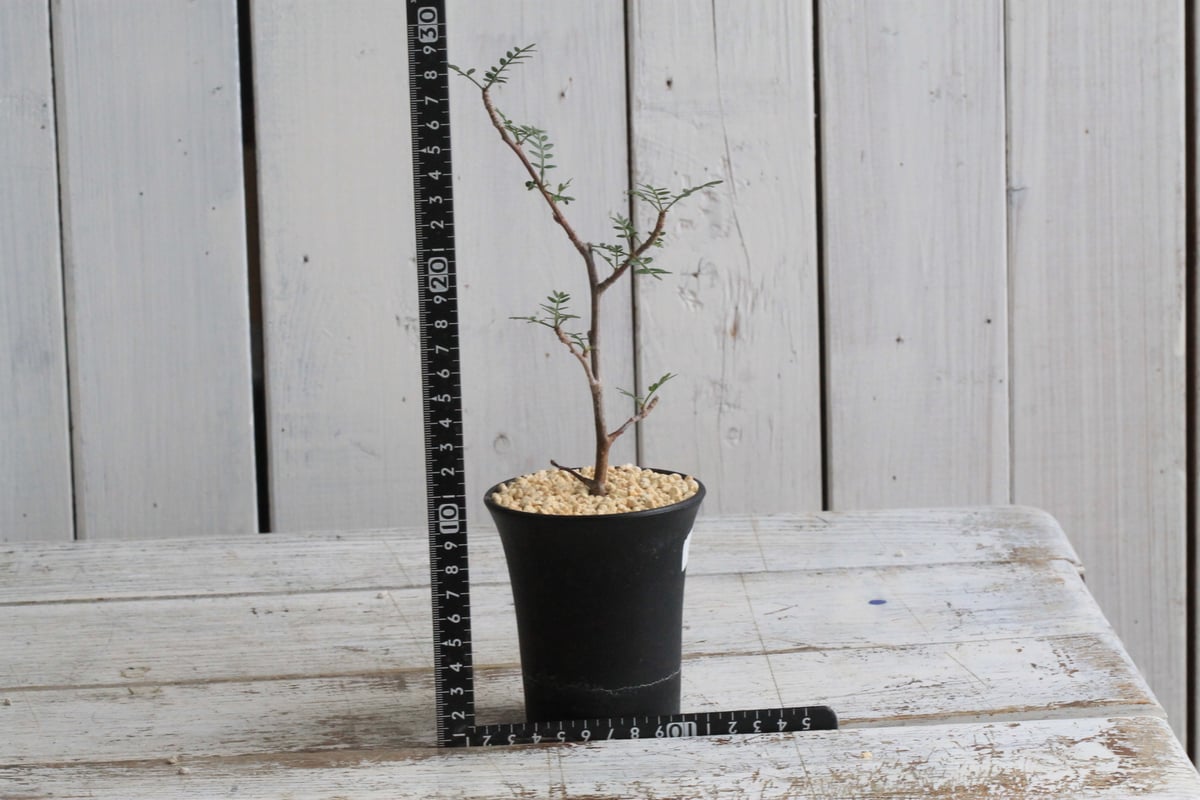 ブルセラ　ミクロフィラ Bursera microphilla【ブルセラ・ミクロフィラ・実生】 | RIMO'S