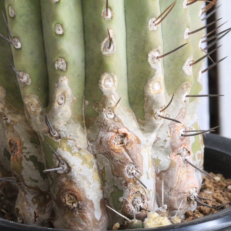 白肌　黒王丸　コピアポア　シネレア コピアポア シネレア 