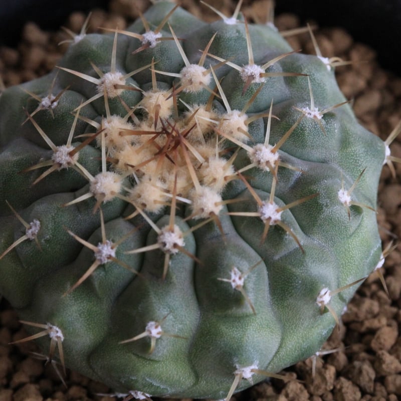 コピアポア コルムナ アルバ（実生） | hanayoshi-botanical