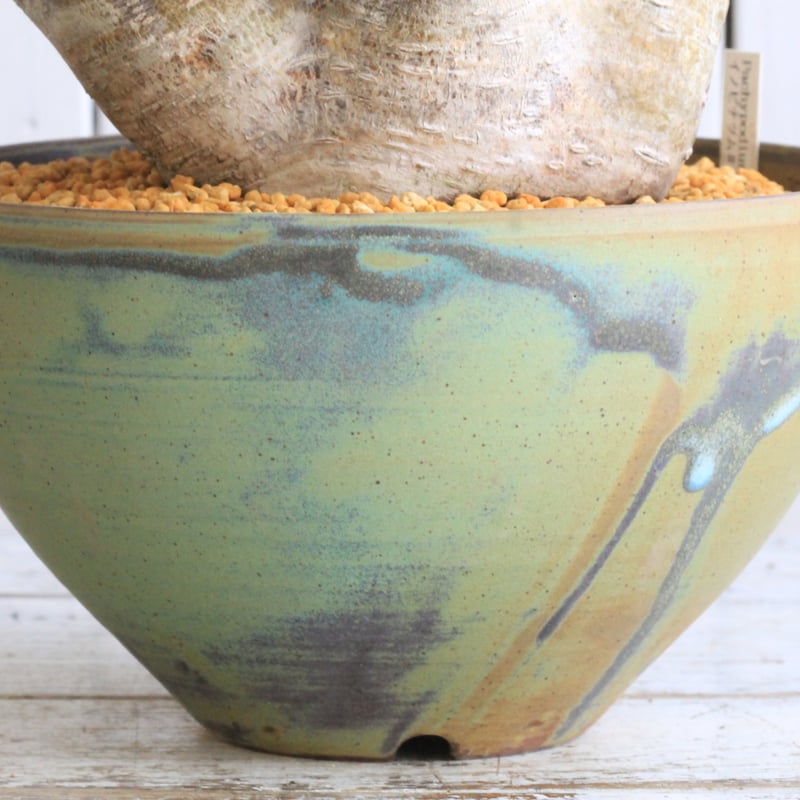 パキポディウム イノピナツム yaji²ポット | hanayoshi-botanical