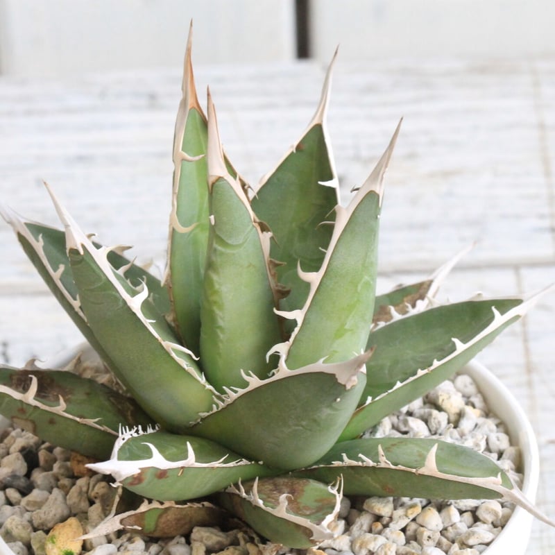 アガベ 帝釈天 | hanayoshi-botanical