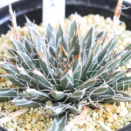 Agave 特小型姫乱雪