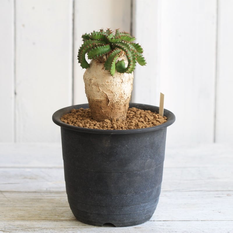 Eupholbia ステラータ 飛竜 | hanayoshi-botanical