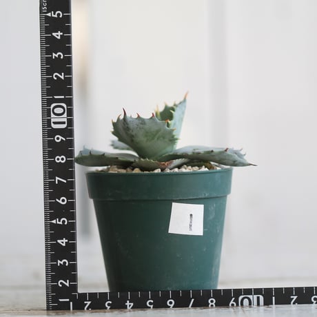 アガベ　イシスメンシス　カブトガニ　広葉
