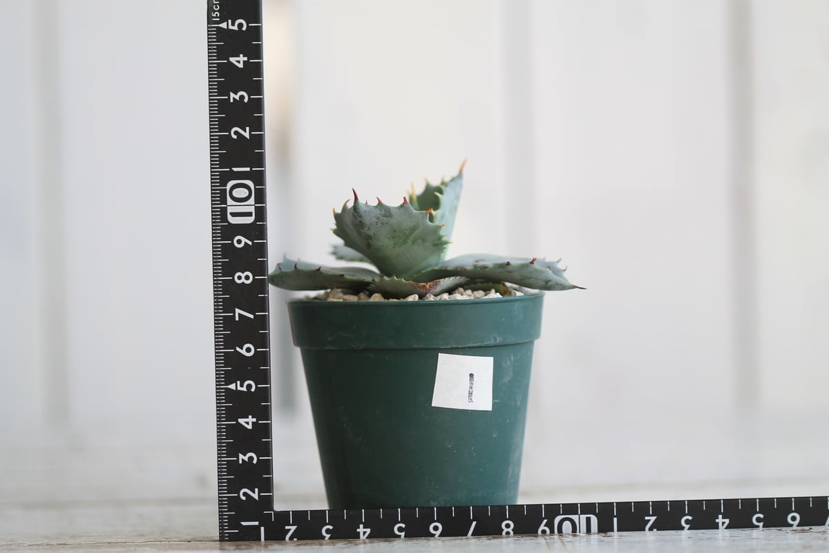 アガベ イシスメンシス カブトガニ 広葉 | hanayoshi-botanical