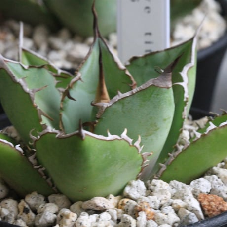 CATEGORY アガベ | hanayoshi-botanical CATEGORY アガベ | hanayoshi-botanical
