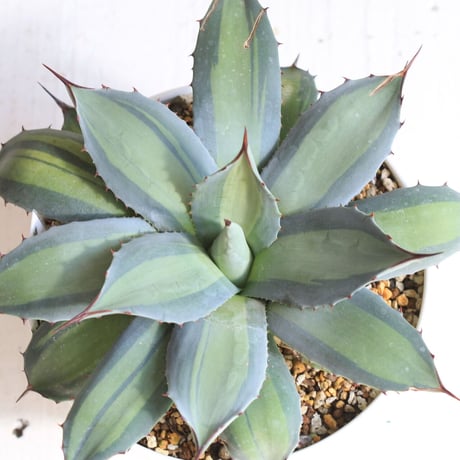 Agave　吉祥天錦