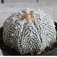 アストロフィツム　スーパー兜