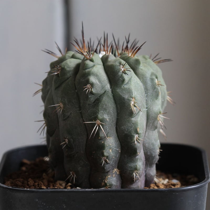 コピアポア　valiem コピアポア アルチコスタータ | hanayoshi-botanical