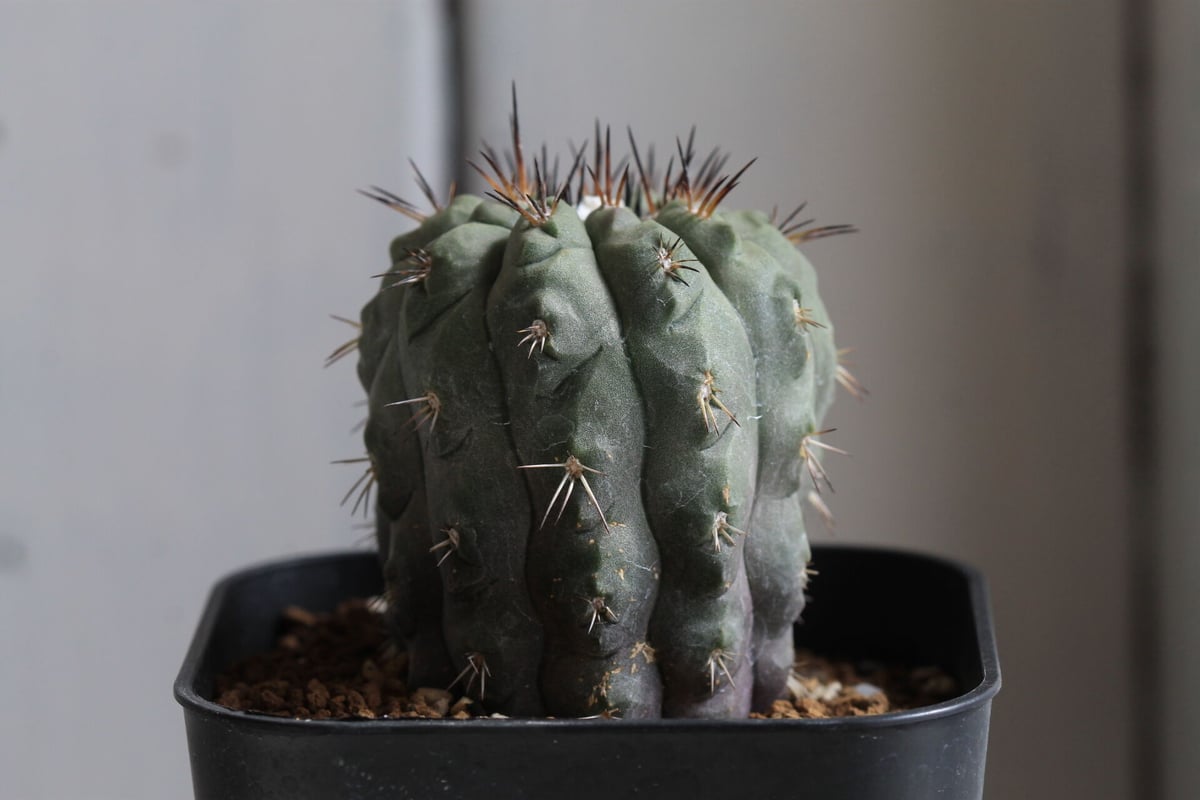 Copiapoa アルティコスタータ　実生株 コピアポア アルティコスタータ | 叢 – くさむら – Qusamura