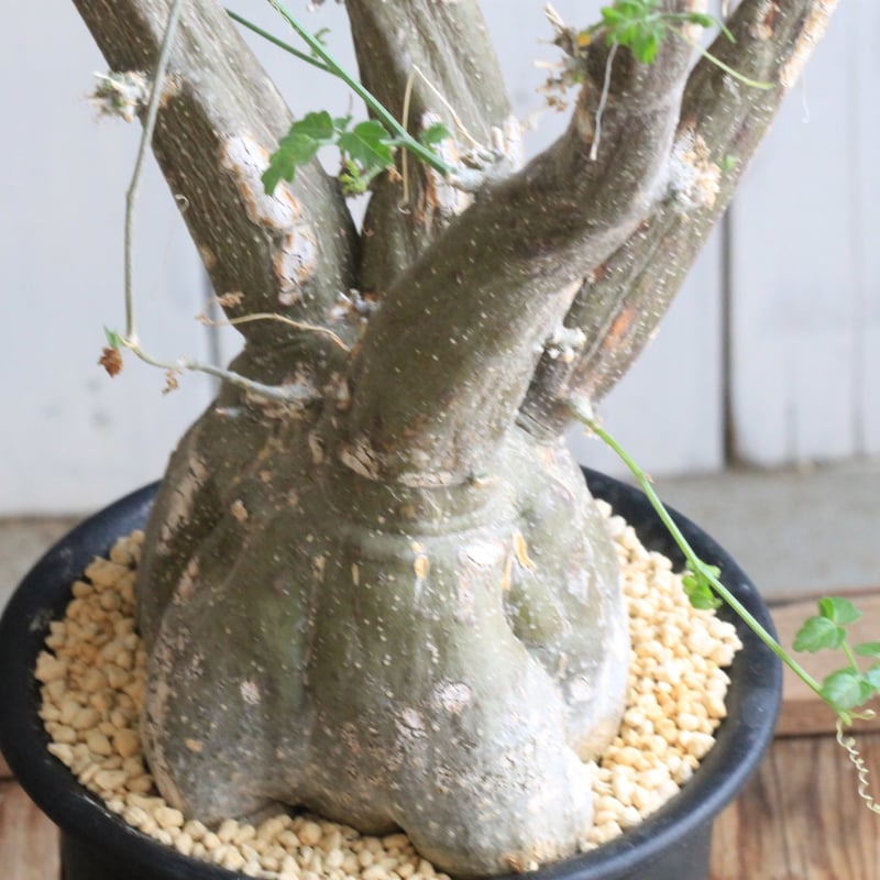 モモルディカ ロストラータ | hanayoshi-botanical