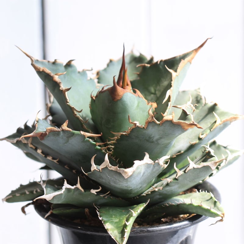 Agave titanota 黒厳竜　黒厳龍　希少　 アガベ　チタノタ　　PRP Agave titanota 黒厳竜 黒厳龍 希少 アガベ チタノタ PRP Agave