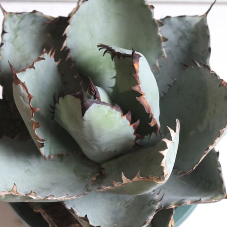 Agave titanota  ブラック＆ブルー